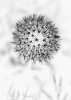 Expressionist Flowers  Dandelion "Puff" #2620